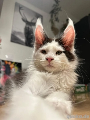 Main Coon Kater mit Stammbaum