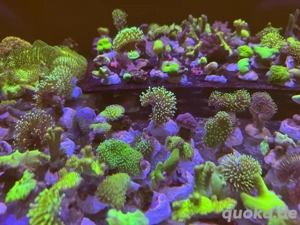 Pilzlederkoralle Weichkorallen Ableger