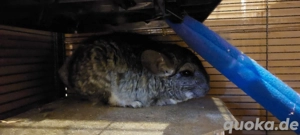 Chinchilla bock abzugeben dringend 