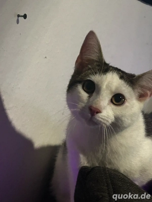 geschwister katzen 8 momate alt 