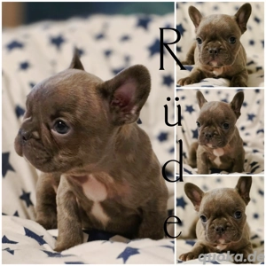 Französische Bulldoggen in Sonderfarben