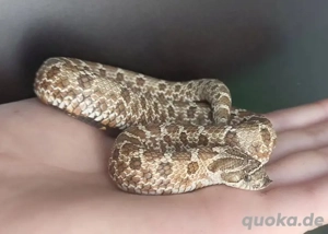 2.2 Heterodon Nasicus Hakennasennattern 