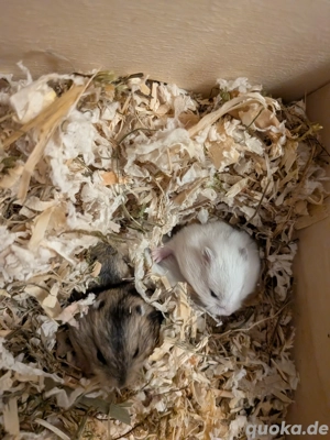 Dschungarische Zwerghamster abzugeben 