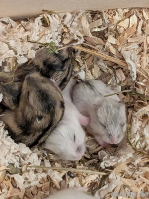 Dschungarische Zwerghamster abzugeben 