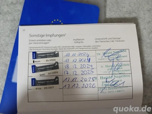 Ich suche schweren Herzens ein neues liebevolles Zuhause für meine Katze.  Bild 4