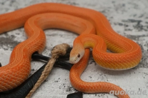 Sunkissed Terrazzo Männchen 