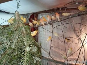 Kanarienvögel Jungvögel 