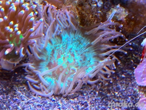 Meerwasser Wunderkoralle