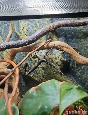 0.1 Popa Spurca mit oder ohne Terrarium anzugeben 