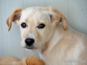 Icks sucht sein Zuhause Bild 5