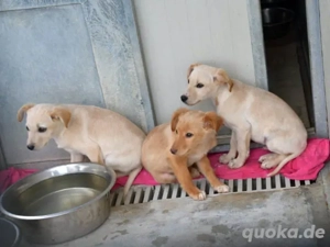 Icks sucht sein Zuhause (noch auf Sardinien)