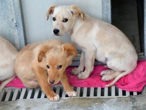 Icks sucht sein Zuhause Bild 2