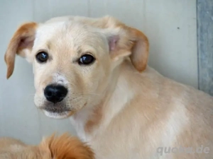 Icks sucht sein Zuhause Bild 3