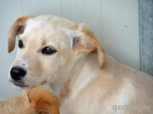 Icks sucht sein Zuhause Bild 4