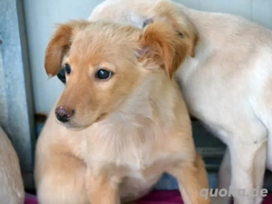 Iggy sucht sein Zuhause (noch auf Sardinien)