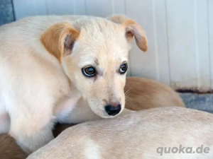 Ivy sucht ihr Zuhause (noch auf Sardinien)