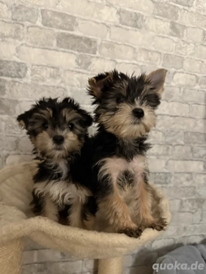2 Mädchen Yorkshire Terrier Welpen 
