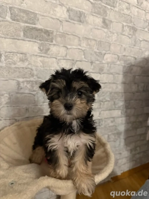 yorkshire terrier welpe weiblich 