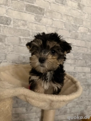 yorkshire terrier Welpen 2 mädels 