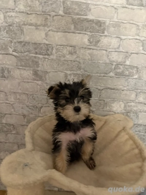 yorkie Welpen nur noch 2Weibchen 