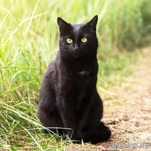 suchen eine schwarze Katze oder Kater