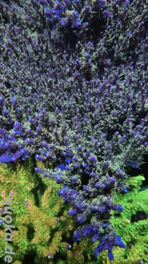 Acropora Confetti
