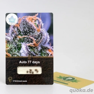 Sammlersamen Auto 77 Days