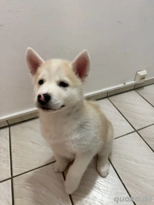 Husky Akita Mix Welpen  