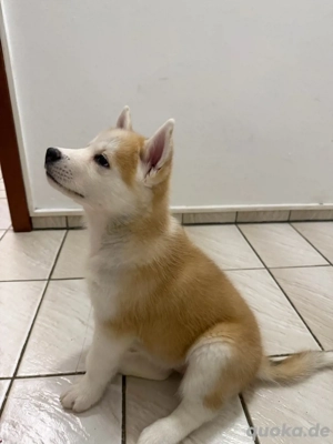 Husky Akita Mix Welpen  