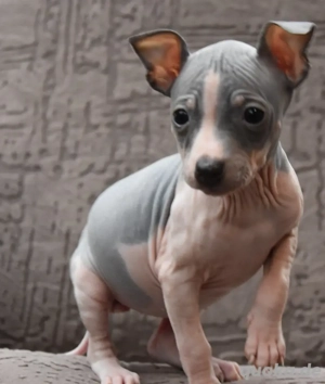 American Hairless Terrier Welpen