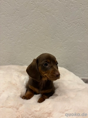 liebevolle zwergdackel suchen absofort 