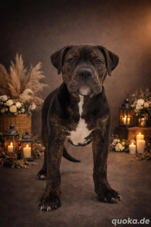 American Bully XL - Black Trindle 