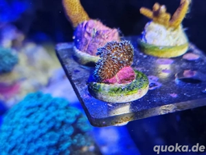  Pavona cactus grün  koralle Meerwasser ableger