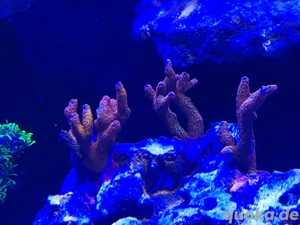 Montipora fire forst , Kaktus grün koralle Meerwasser ableger