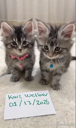 Maine Coon Kitten Stammbaum