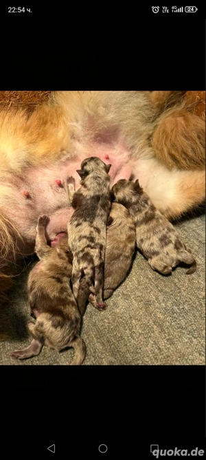 Pomeranian Schoko-Merle