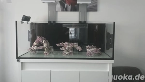 suche korallen fische kraben schnecken Seestern und und und