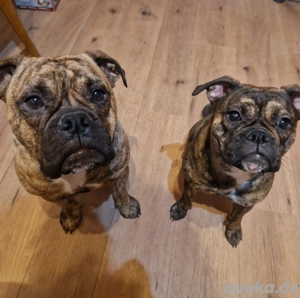 Bulldoggen zu verkaufen 