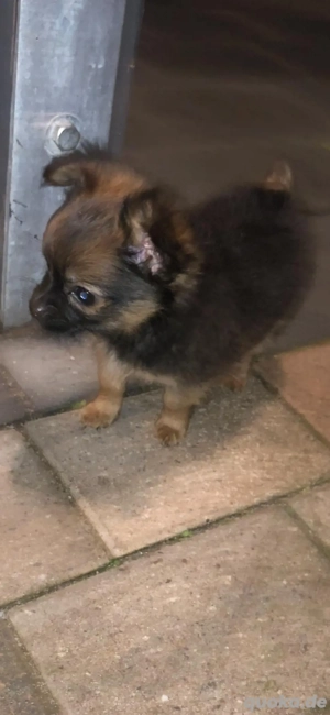 chihuahua welpen dürfen umziehen