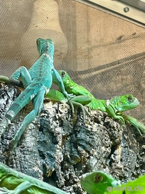 Grüner Leguan männchen Blau (iguana iguana)NZ 9.2025