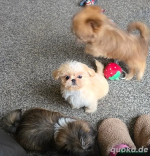 Süße Shih-Tzu-Welpen suchen ein neues Zuhause. 