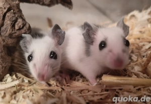 Mäusenachwuchs sucht neuen Wirkungskreis 