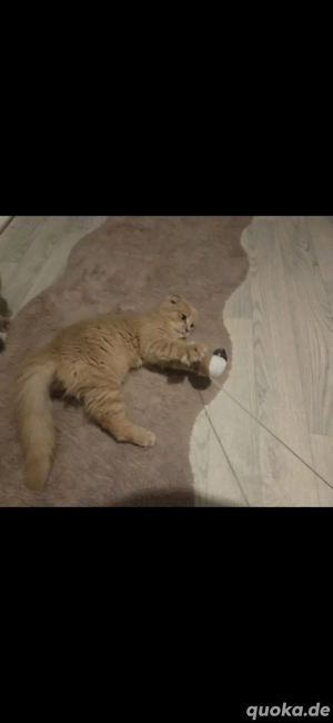 kater und katze suchen neues zuhaause 