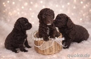 Reinrassige Toypudel Welpen Schoko Braun mit Ahnentafel 