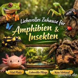 Gebe Amphibien oder Insekten ein liebevolles Zuhause   viel Platz & Zeit vorhanden     