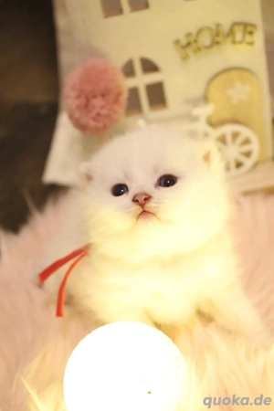 Exclusive Reinrassige BKH Kitten von "In.Gr. Champion" mit exzellenten Stammbaum EU-Pass, Chip 