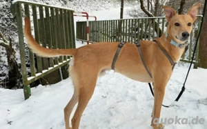 Keylam wünscht sich ein eigenes Körbchen!