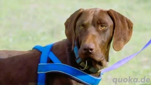 Ranger, ein Prachtkerl