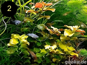 Bunte Ludwigie, Rotes Tausendblatt, amerik. Wasserstern, ab 4  Bild 3
