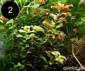 Bunte Ludwigie, Rotes Tausendblatt, amerik. Wasserstern, ab 4  Bild 2